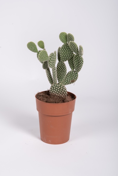 Opuntia Microdasys Albispina 38cm x D15