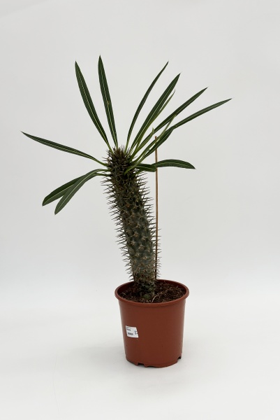 Pachypodium Lamerei 100cm x D19