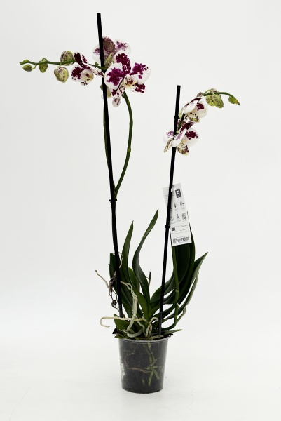Phalaenopsis 2 Tiges Goya 70cm x D12