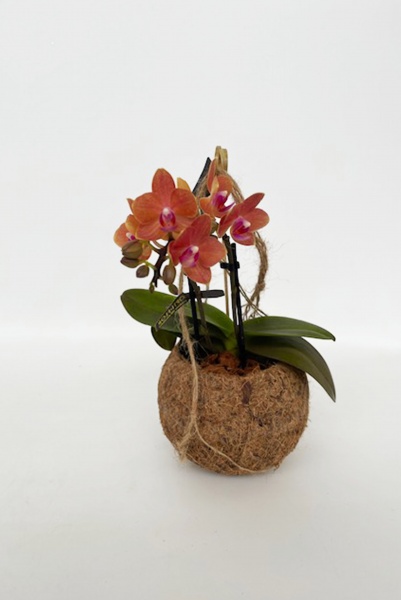Phalaenopsis Suspension Kokedama 25cm x D12