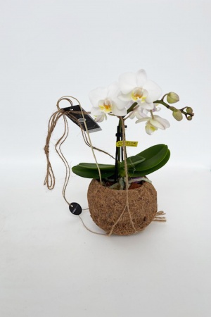 Phalaenopsis Suspension Kokedama 25cm x D12