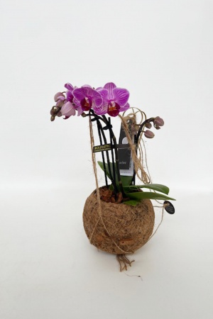 Phalaenopsis Suspension Kokedama 25cm x D12