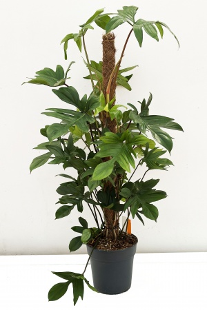 Philodendron 60cm x D21