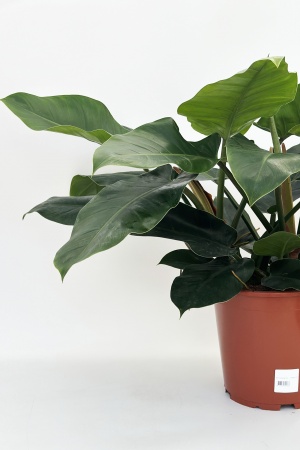 Philodendron 60cm x D27