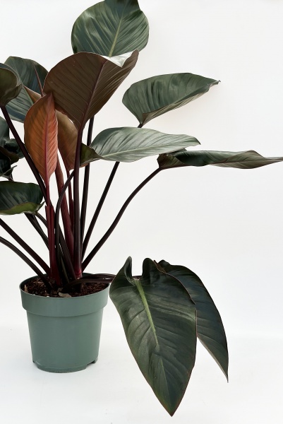 Philodendron Red Beauty 100cm x D30