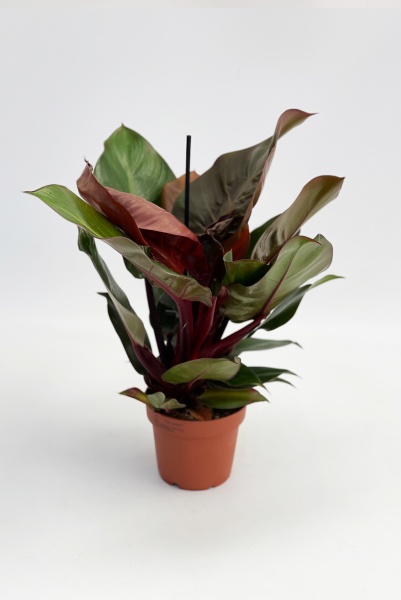 Philodendron Sunlight 45cm x D12