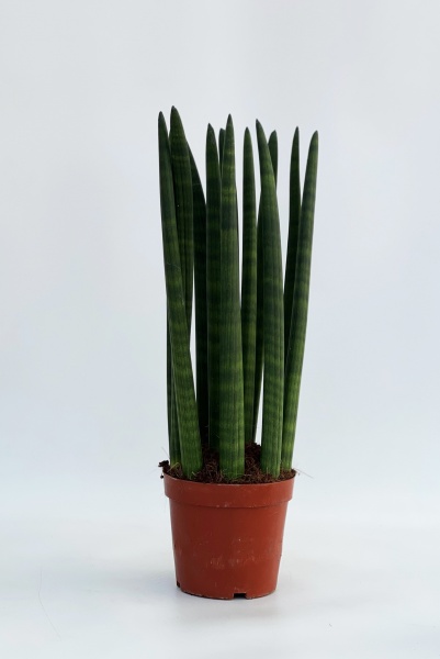 Sanseveiria Cylindrica 70cm x D18