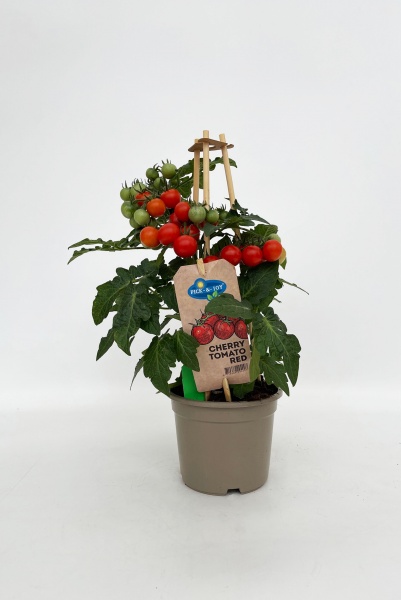 Solanum Lycoperpick et Joy 45cm x D14