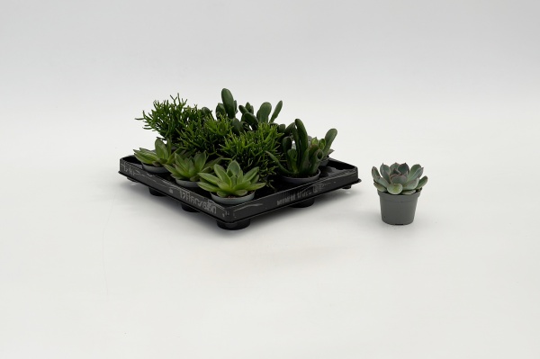 Succulentes Mixtes 15cm x D6