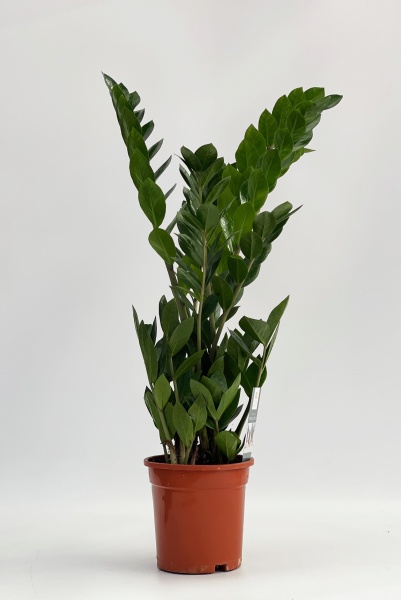 Zamioculcas Zamiifolia 50cm x D17