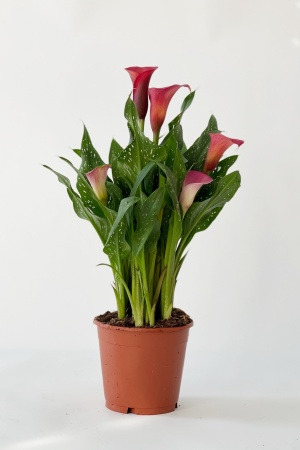 Zantedeschia Mixte 45cm x D14