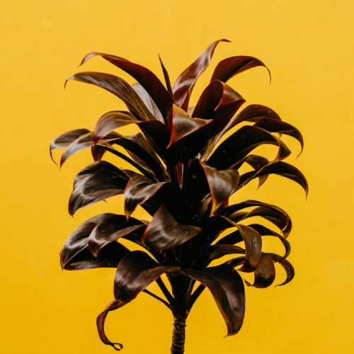 image de plante