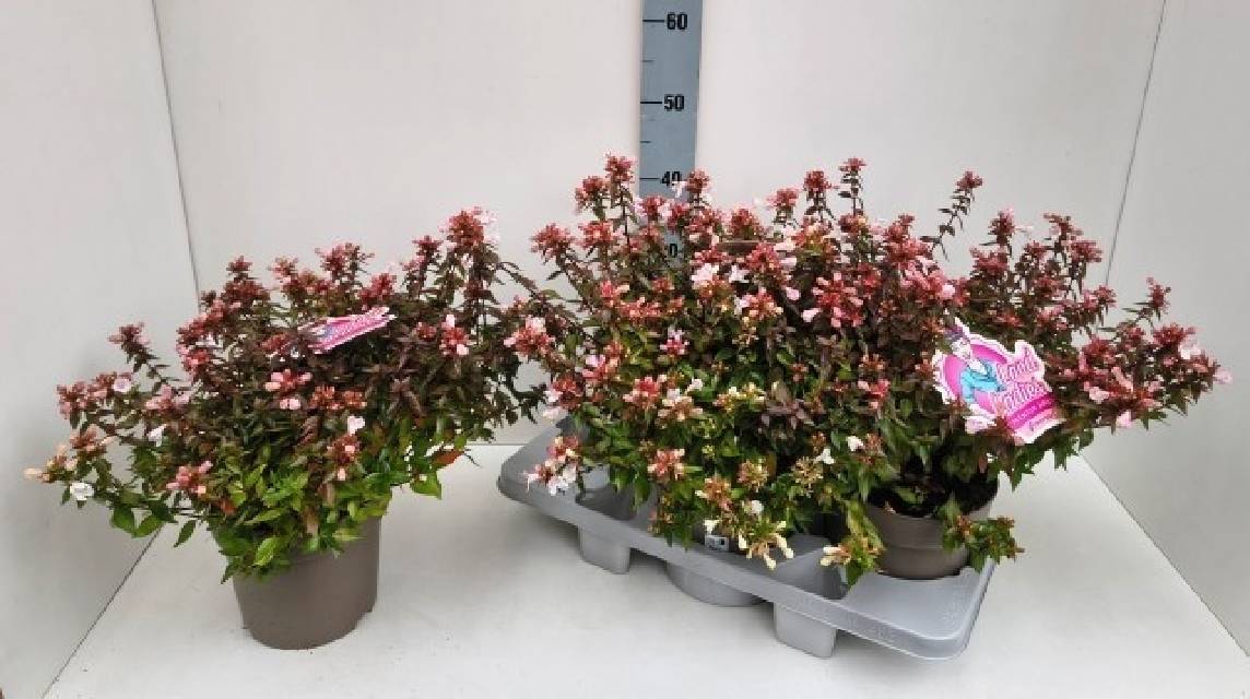 image produit ABELIA GRAND. PROSTRATA D19