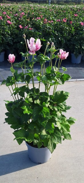image produit ANEMONE HYB. LORELEI D19