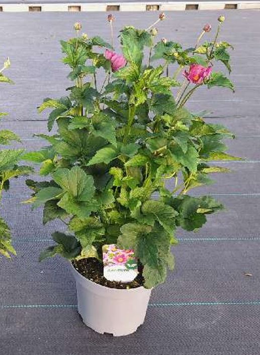 image produit ANEMONE X HYBRIDA (AUTUMN ELEG