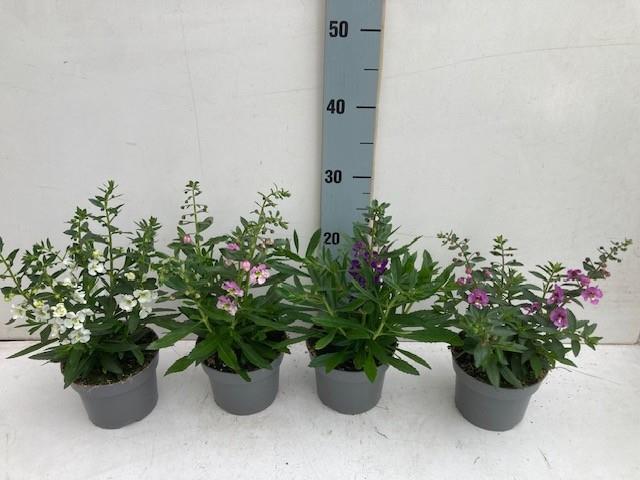 image produit ANGELONIA AUTRE D13