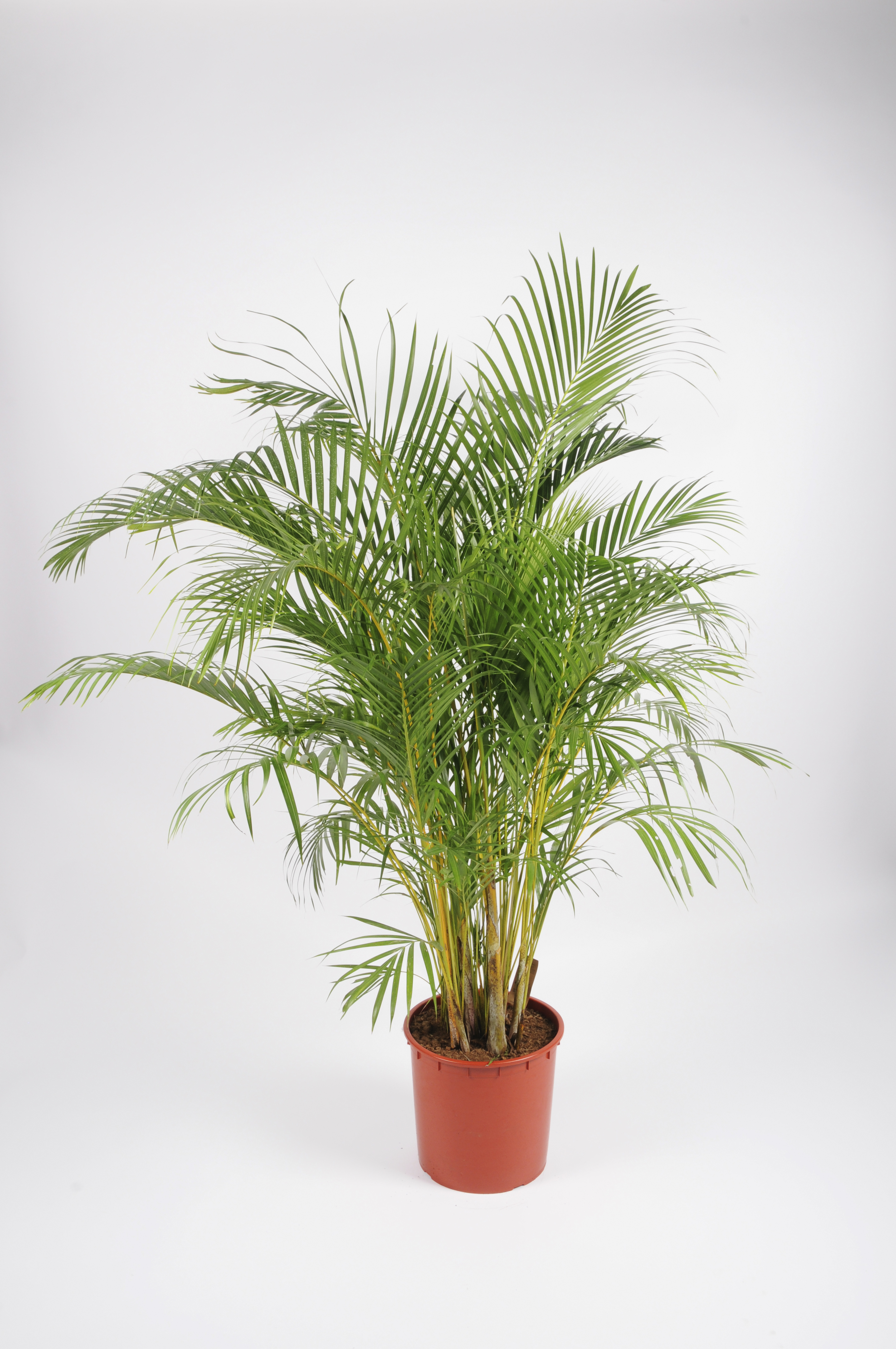 image produit ARECA D21