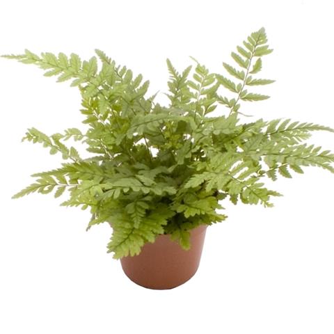 image produit ATHYRIUM D9