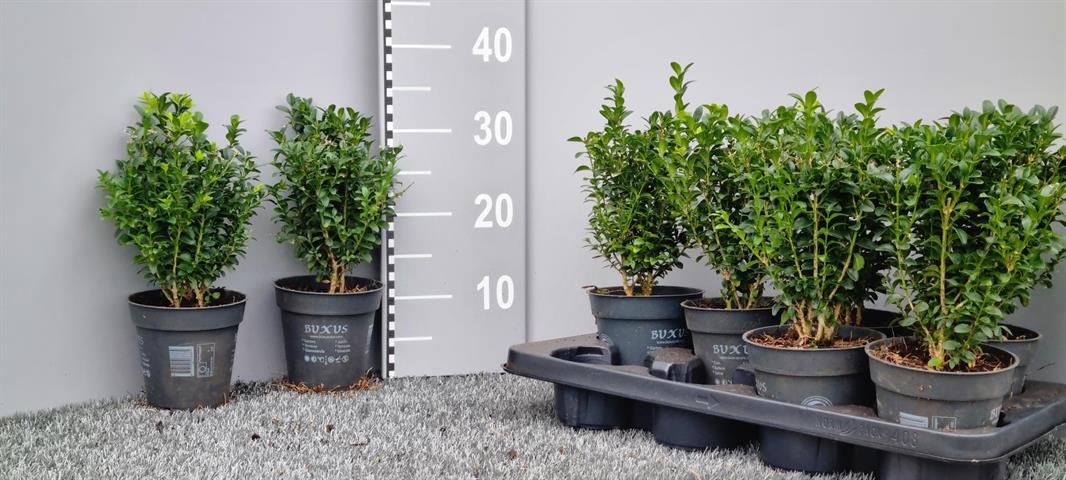 image produit BUXUS SEMP. BUSH D13