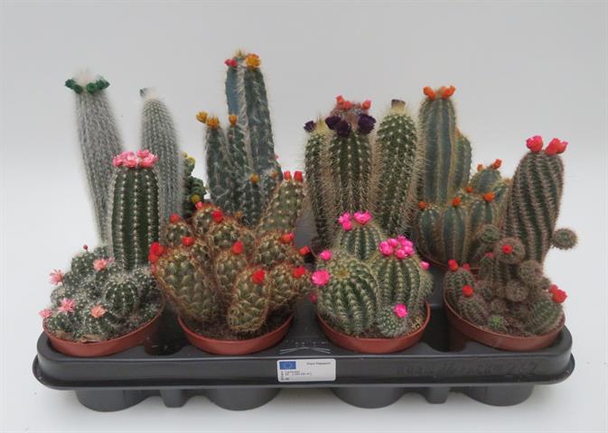 image produit CACTUS DECORE FLEURS DE PAILLE
