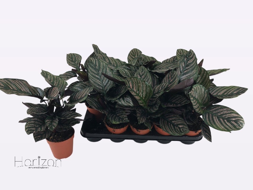 image produit CALATHEA ORNATA D12