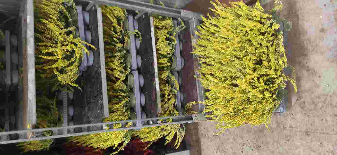 image produit CALLUNA TEINTEE JAUNE D10