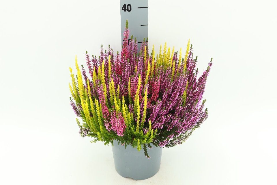 image produit CALLUNA VULGARIS BEAUTY LADIES