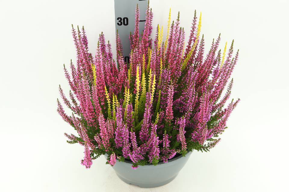 image produit CALLUNA VULGARIS BEAUTY LADIES