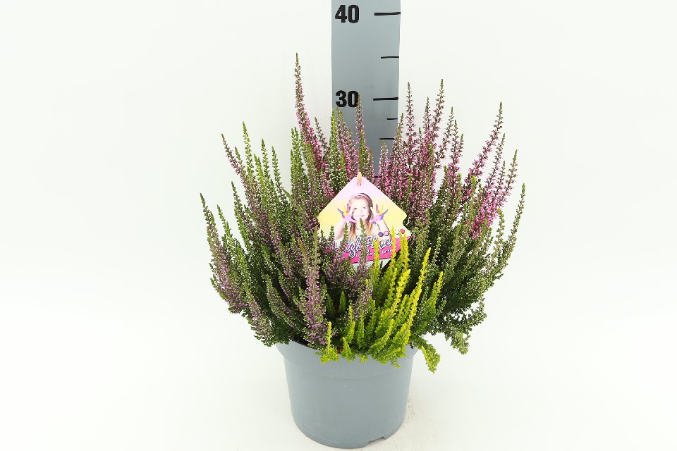 image produit CALLUNA VULGARIS BEAUTY LADIES