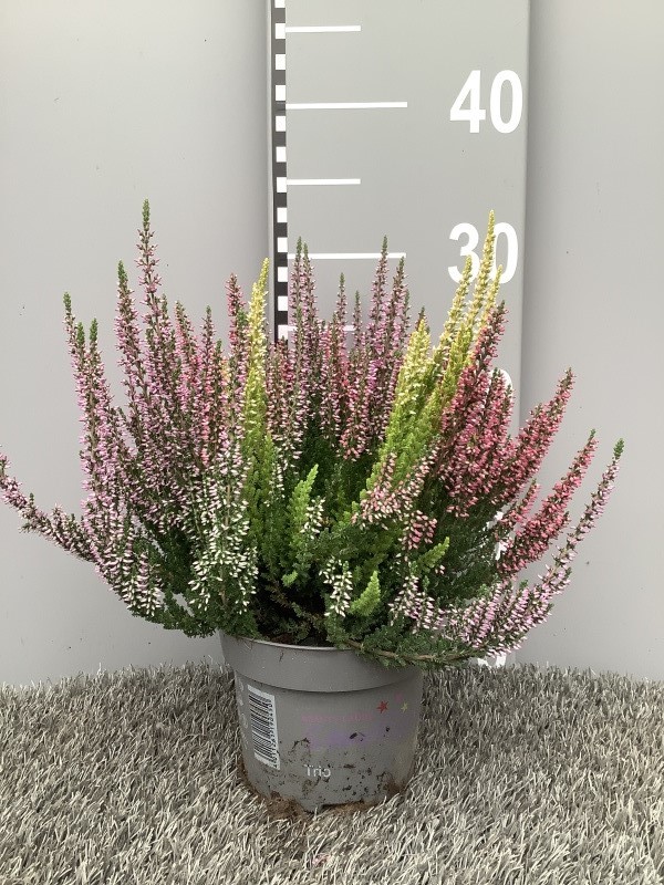 image produit CALLUNA VULGARIS BEAUTY LADIES
