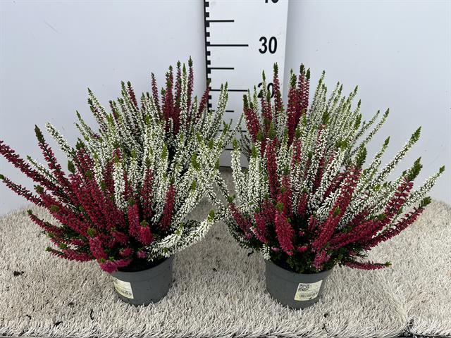 image produit CALLUNA VULGARIS GARDEN GIRLS