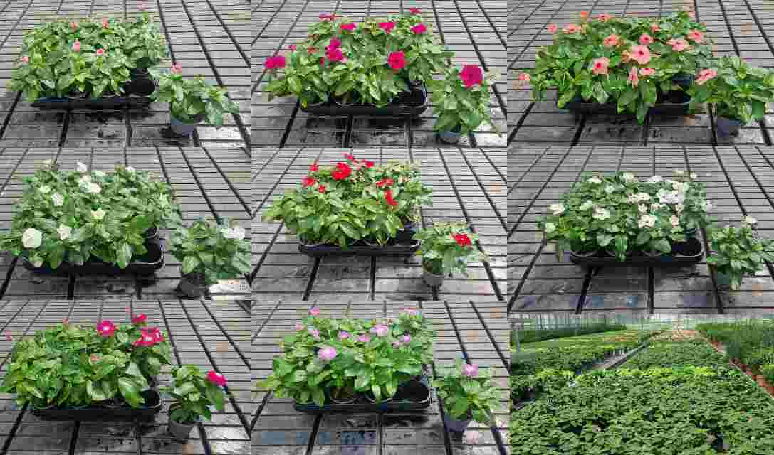 image produit CATHARANTHUS ROSEUS MELANGE D9