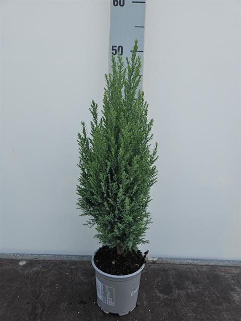 image produit CHAMAECYPARIS LAWSONIANA 'ELLW