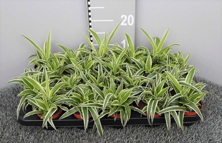 image produit CHLOROPHYTUM LAXUM D9