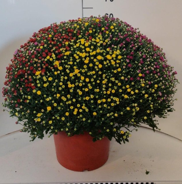 image produit CHRYSANTHEMUM (INDICUM) CARNAV