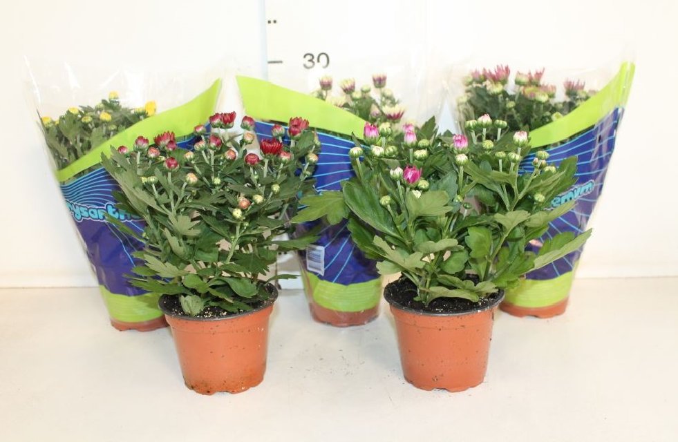 image produit CHRYSANTHEMUM (INDICUM GRP) ME