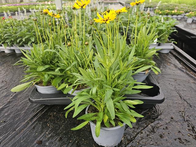 image produit COREOPSIS GRANDIFLORA D14