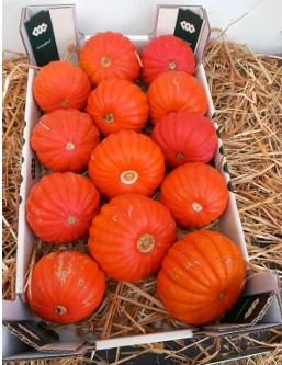 image produit CUCURBITA ORANGE X12