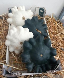 image produit CUCURBITA PATISSON BLANC/NOIR