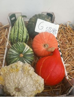 image produit CUCURBITA SIERFRUIT CAISSE X6