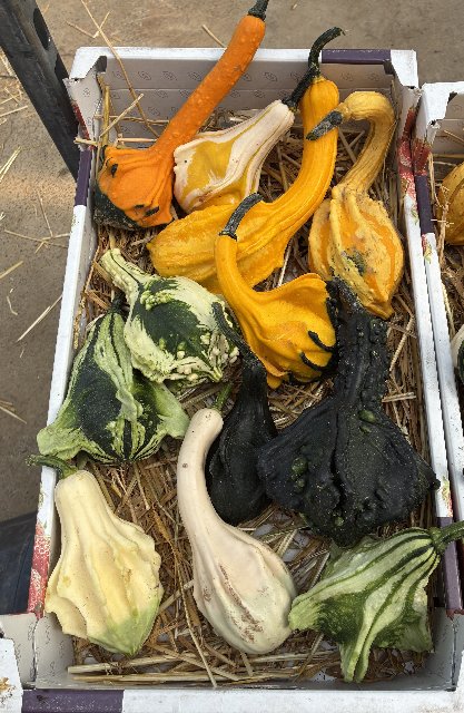 image produit CUCURBITA SIERFRUIT CAISSE X8