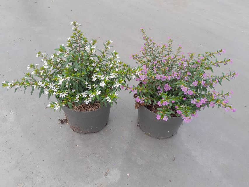 image produit CUPHEA HYSSOPIFOLIA D17