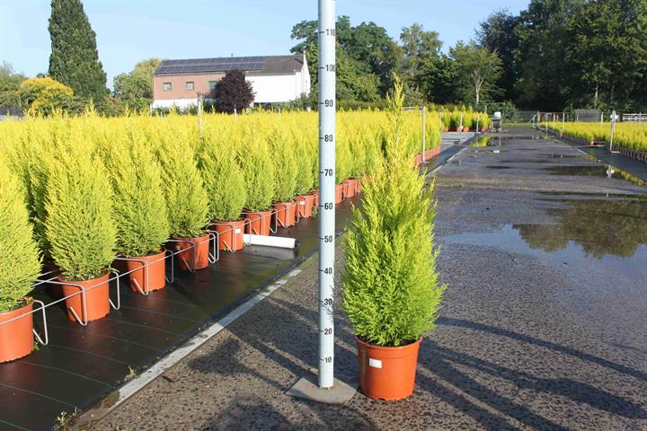 image produit CUPRESSUS MACROCARPA 'WILMA' D