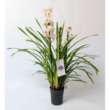 image produit CYMBIDIUM D14 WHITE FROST