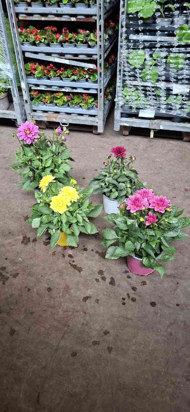 image produit DAHLIA (MISCELLANEOUS GRP) HYP
