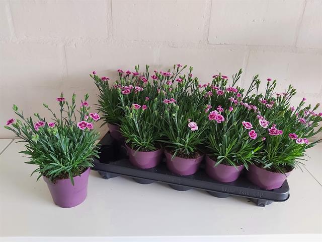 image produit DIANTHUS DIANTICA PINK KISSES