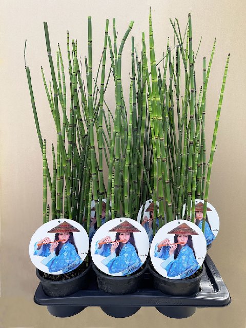 image produit EQUISETUM HYEMALE D17
