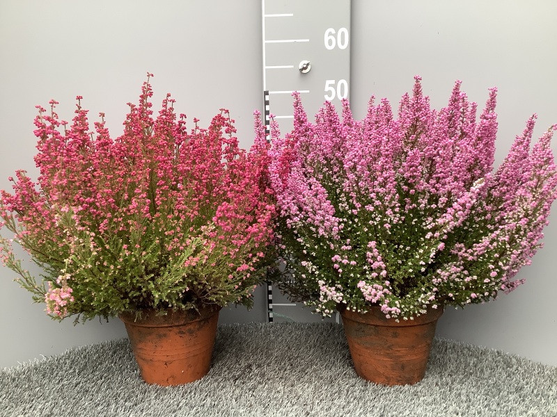 image produit ERICA GRACILIS 36/39 D16