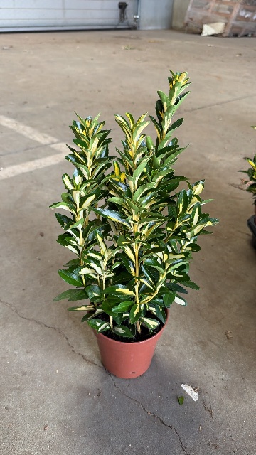 image produit EUONYMUS JAPONICUS GOLD MOON D