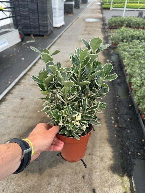 image produit EUONYMUS JAPONICUS KATHY D13